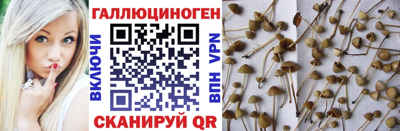Псилоцибиновые грибы Magic Shrooms Боровичи